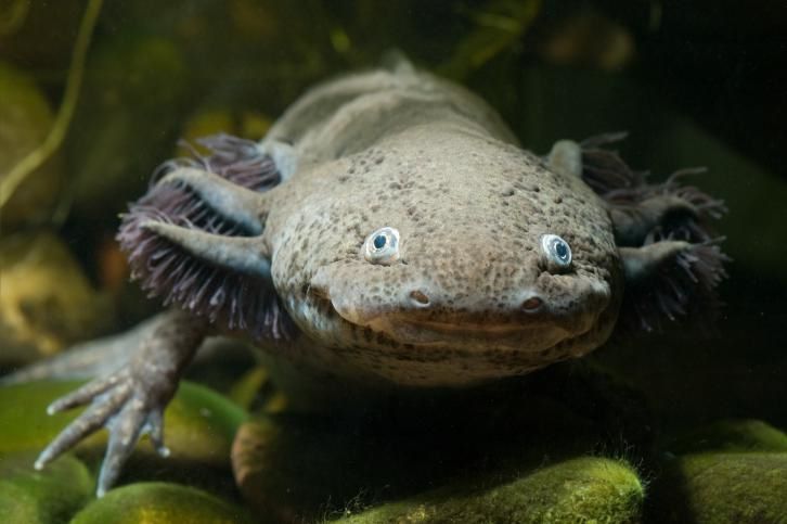 Axolotl Ambystoma Mexicanum Tropische Vissen Database G D Aquaria