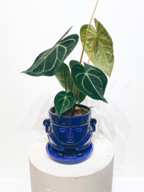 Muisca man face  pot D15 H14 - Glazed Blue