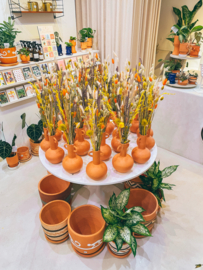 Vase with dried flowers (Gift-wrapped)