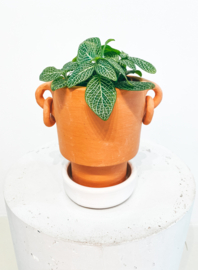 Minimal terracotta pot  with earrings D10 + white glazed plate