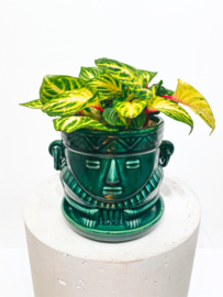 Muisca man face  pot D15 H14 - Glazed Green