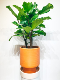 (IN SHOP ONLY!) Minimal terracotta pot D31 + white glazed plate