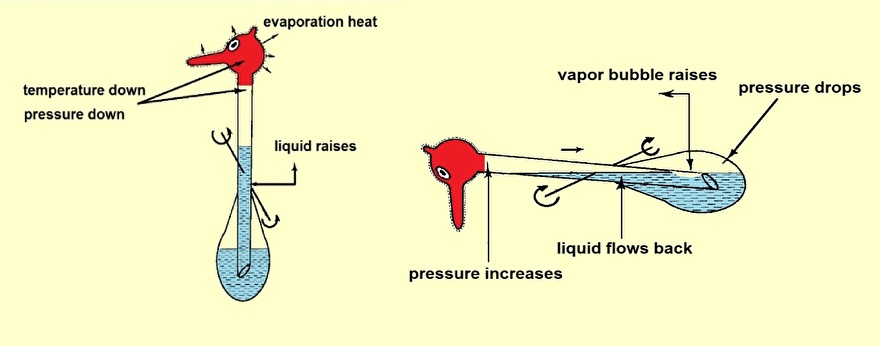 The Thermodynamic Drinking Bird