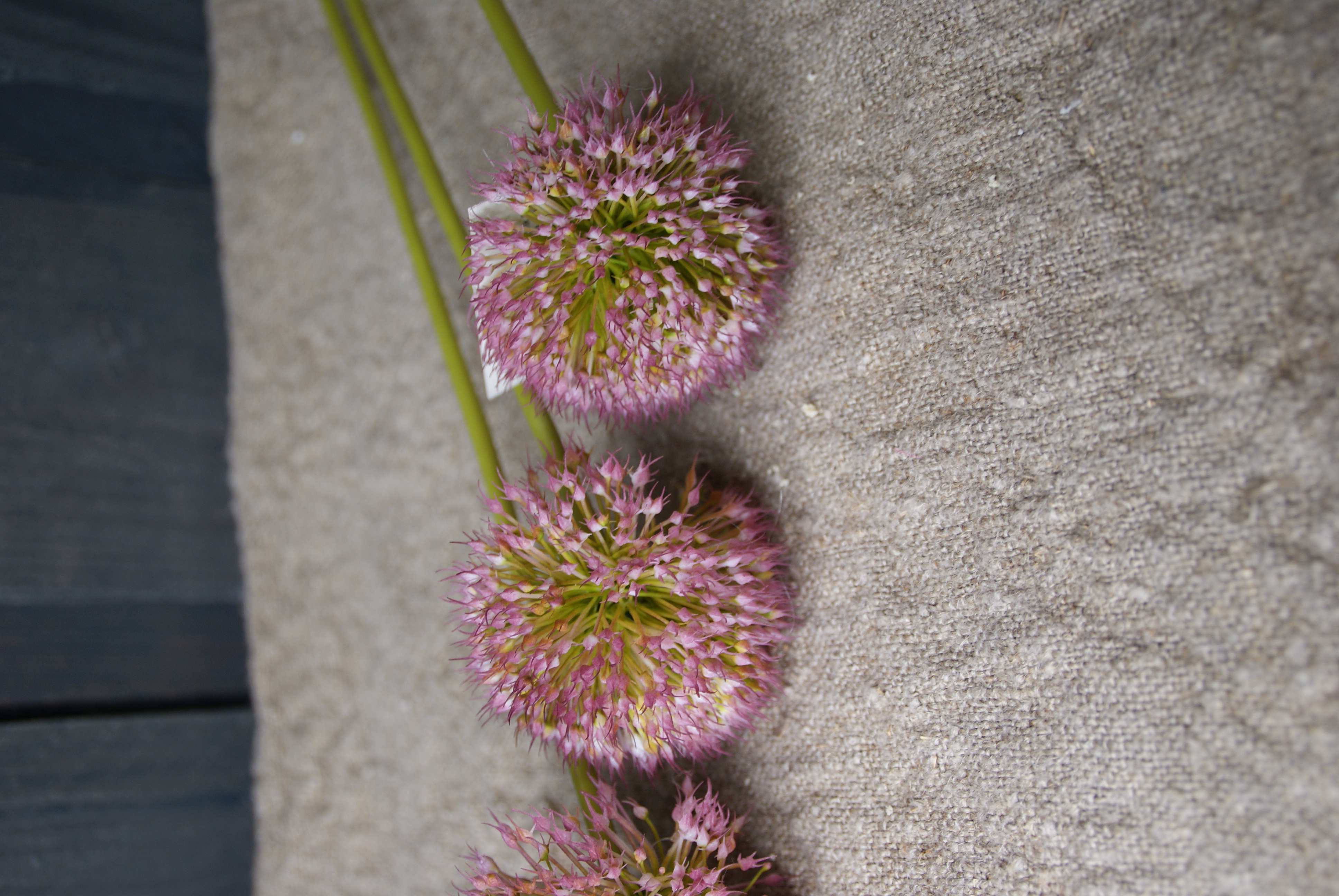 ONION BALL FLOWER SPRAY ROZE -S