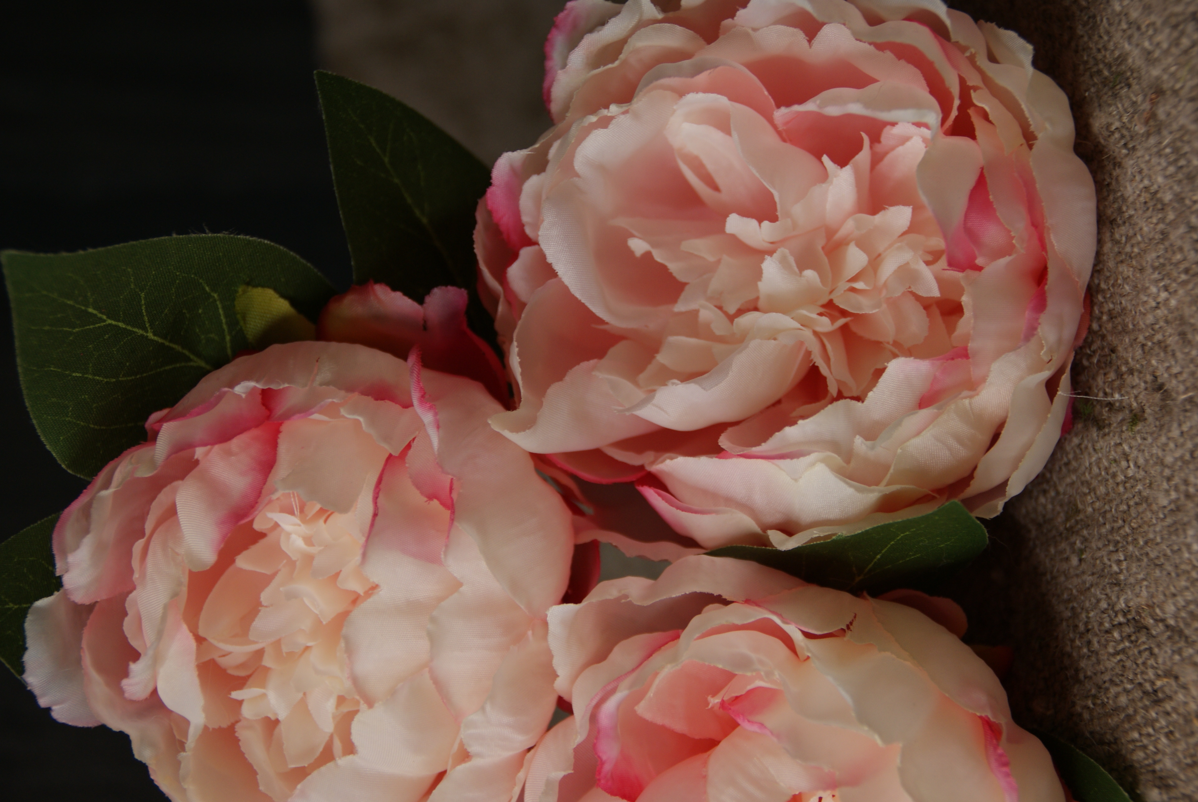 PIOENROOS PINK