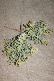 BRYNXZ  SEDUM BUSH GREY TAK