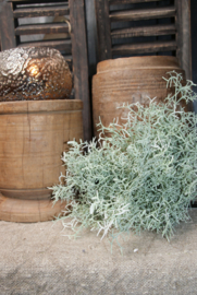 TILLANDSIA BOSJE