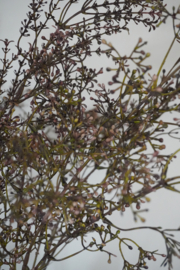 SYLXZ LEAFS VINTAGE BROWN