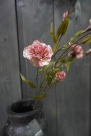 DIANTHUS SPRAY OLD PINK