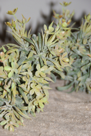 BRYNXZ  SEDUM BUSH GREY TAK