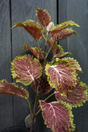 COLEUS SPRAY MAUVE