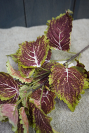COLEUS SPRAY MAUVE
