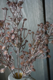 GYPSOPHILA - DONKER