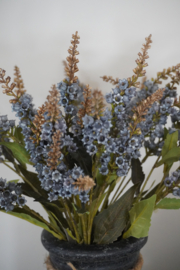 SYLXZ PIERIS BLUE
