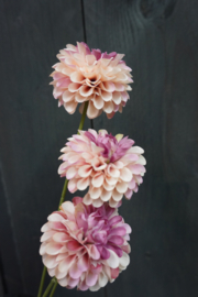 DAHLIA POMPON MINI SPRAY PEACH 3X BURGUNDY