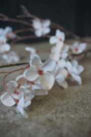 HYDRANGEA BLOSSOM SPRAY CREAM