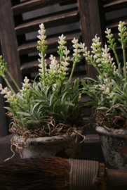 KUNST LAVENDEL IN POTJE- WIT