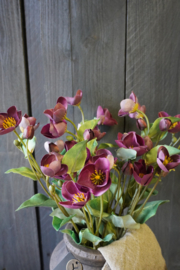 HELLEBORUS SPRAY PURPLE