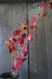 EUCALYPTUS SPRAY RED