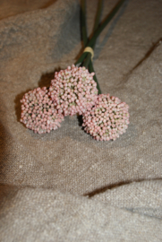 ALLIUM SATIVUM ROZE