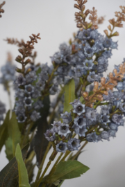 SYLXZ PIERIS BLUE