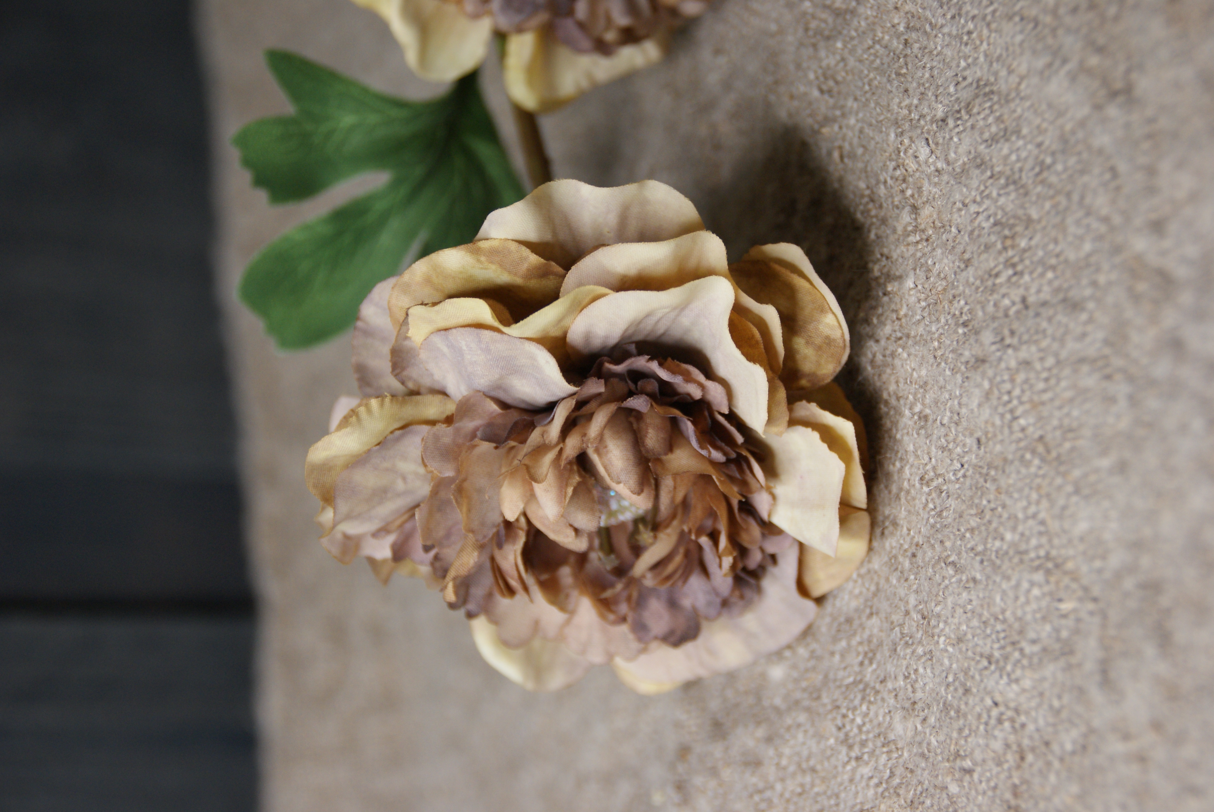 ANEMONE CAPPUCCINO- S