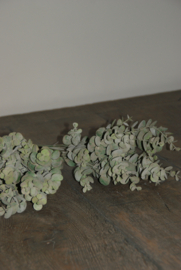 EUCALYPTUS BOSJE