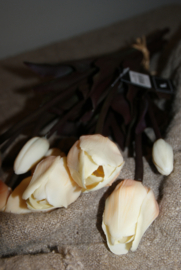 TULPEN CREME 40 CM