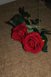 RODE ROZEN