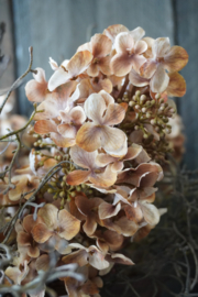 KUNST HORTENSIA -HYDRANGEA BROWN