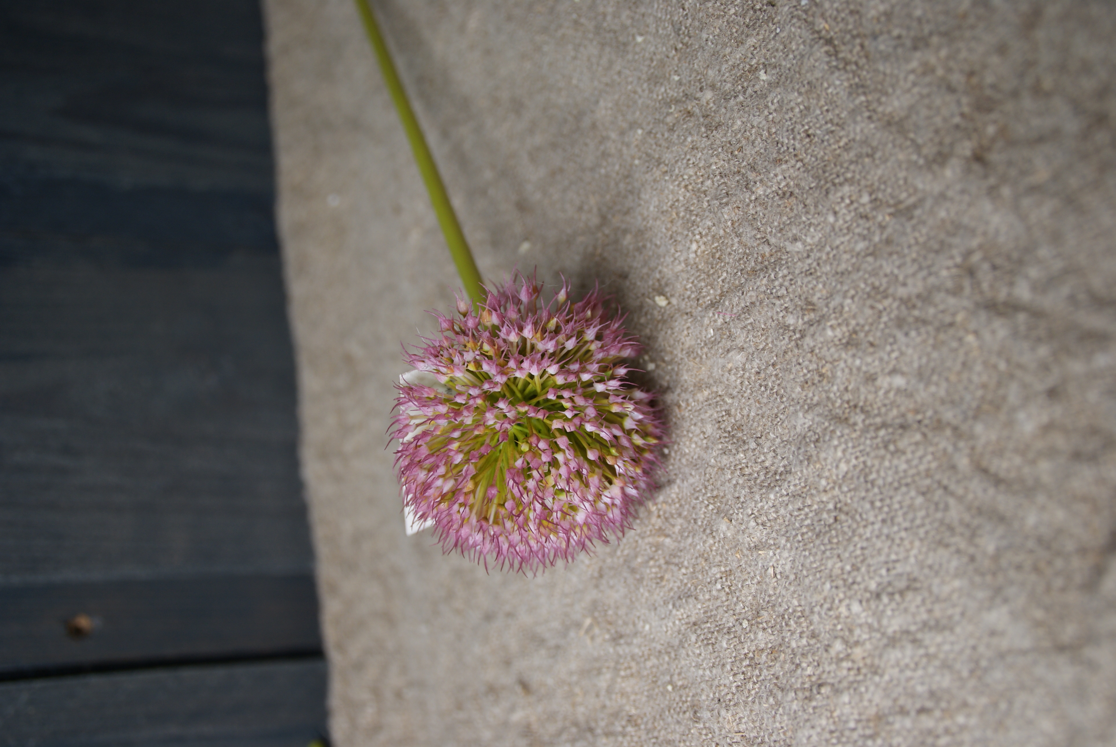 ONION BALL FLOWER SPRAY ROZE -S