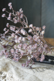 GYPSOPHILA - ROZE