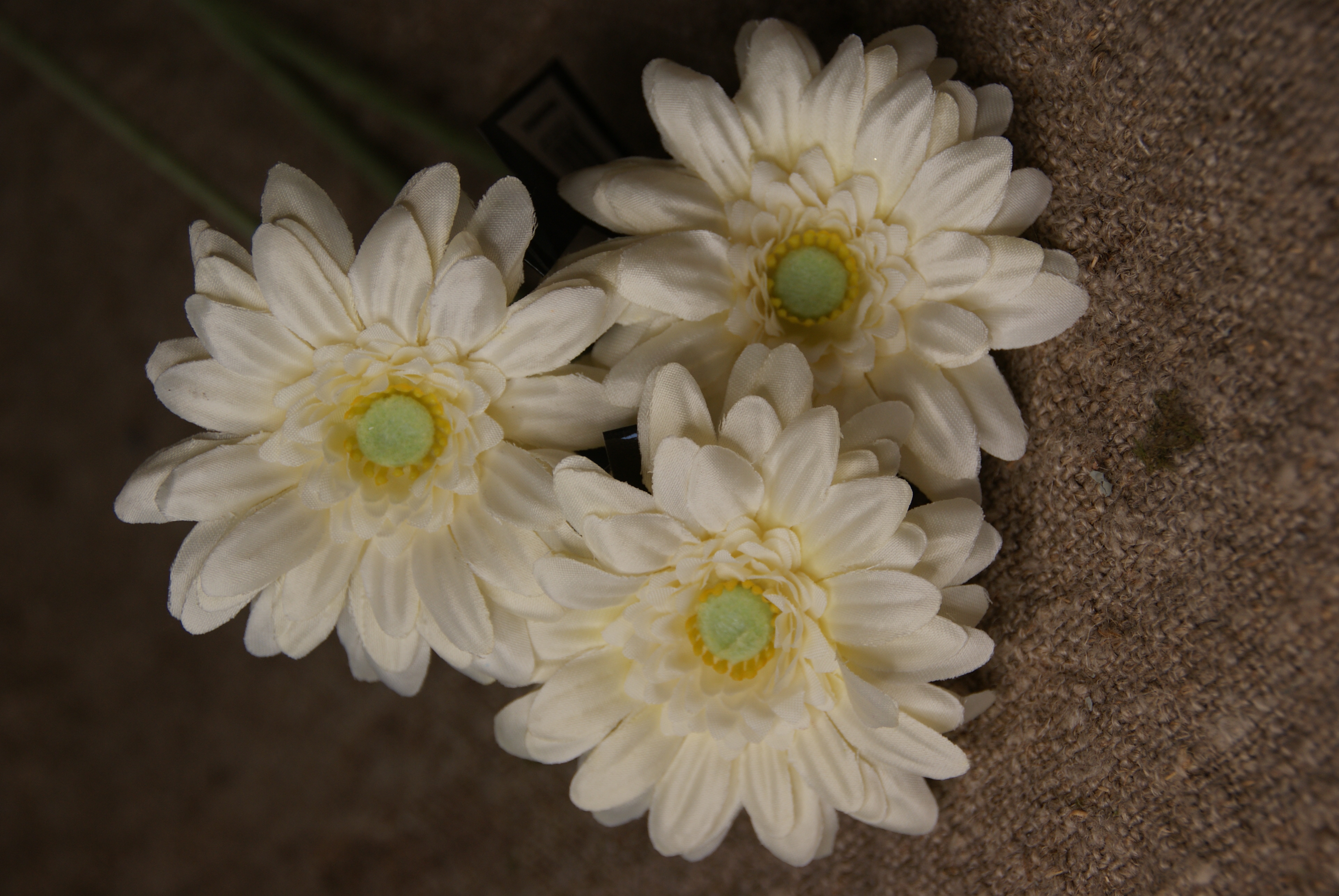 GERBERA - WIT