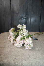 BLOESEM- ROZE