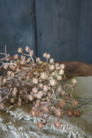 GYPSOPHILA - BRUIN
