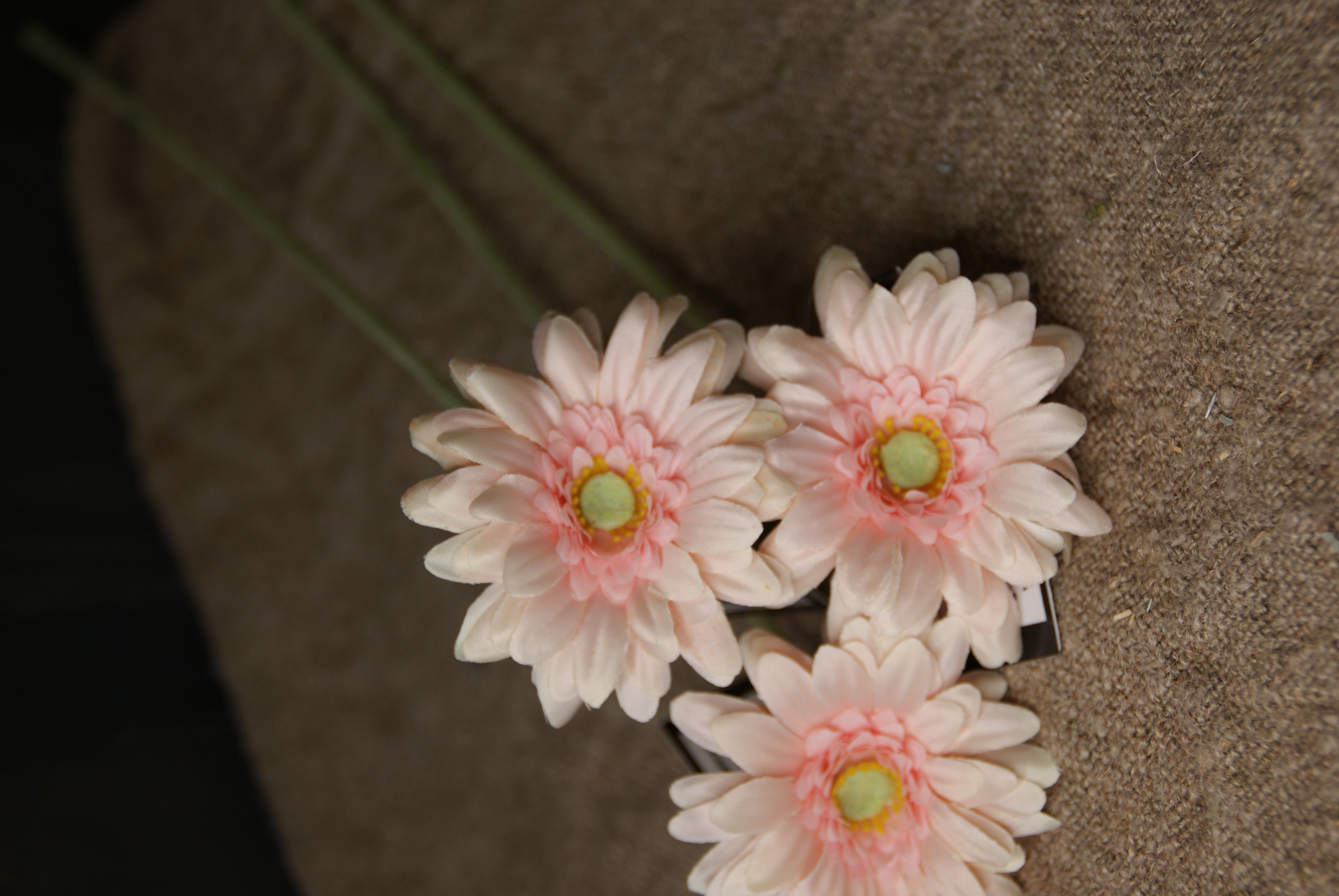 GERBERA - PINK