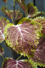 COLEUS SPRAY MAUVE