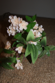 ROZE BLOEMEN