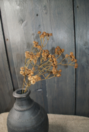 GYPSOPHILA- DONKER KOPER