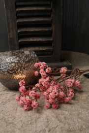 GYPSOPHILA ZACHT ROZE