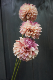 DAHLIA POMPON MINI SPRAY PEACH 3X BURGUNDY