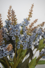 SYLXZ PIERIS BLUE