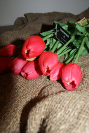 TULPEN ROOD 40 CM