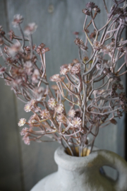 GYPSOPHILA - ROZE