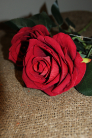 RODE ROZEN