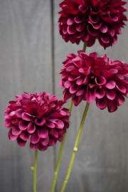 DAHLIA POMPON MINI SPRAY 3X BURGUNDY