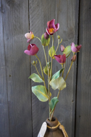 HELLEBORUS SPRAY PURPLE