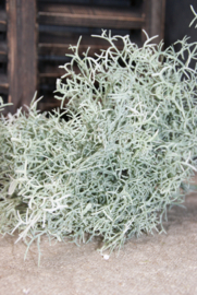 TILLANDSIA BOSJE