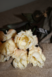 PARROT TULPEN CREME 40 cm