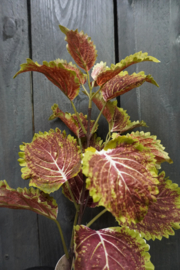 COLEUS SPRAY MAUVE